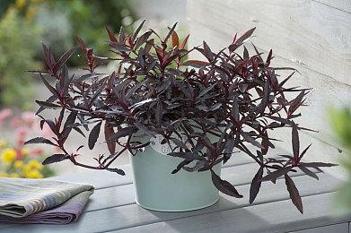 《疯狂兔子：奇遇派对》8月5日登陆国行NS 官方售价299